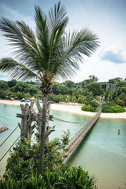 istock Tropical palm on the palawan beach - sentosa island singapore 511607778