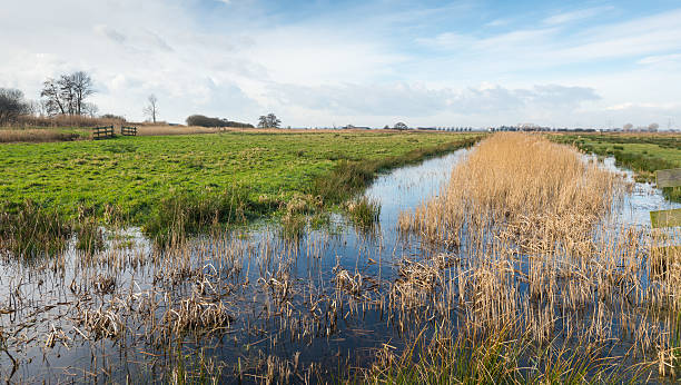 istock Yellowed reeds in a Dutch nature reserve 511608292
