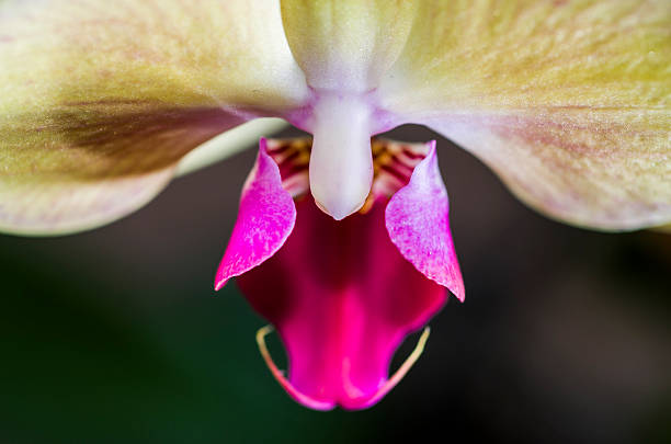 istock Purpure orchid flower and green leafs 511608430