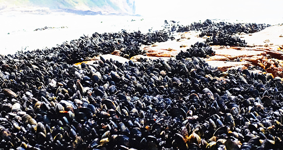 The ebbing tide reveals a huge bed of mussels, living in a tidal rockpool.