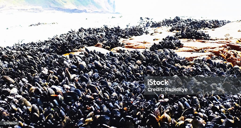 Falling tide exposes large mussel bed The ebbing tide reveals a huge bed of mussels, living in a tidal rockpool. Mussel Stock Photo
