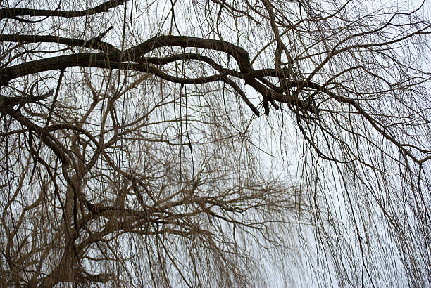 istock Crown of weeping willow in autumn 511610098