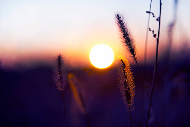 Macro, Sunset, Summer, Meadow, Plant, Grass, Sunlight, Light, Pasture, Sun, Flower, Herb, Close-up, Outdoors, Back Lit, Nature, At The Bottom Of, Orange, Dusk, shallow , Background