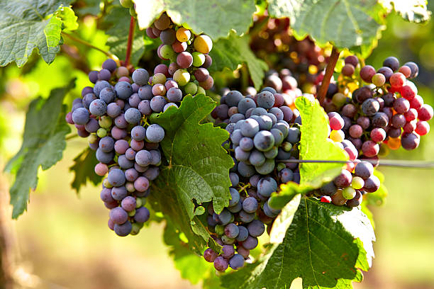 istock Branch of red wine grapes 511617785