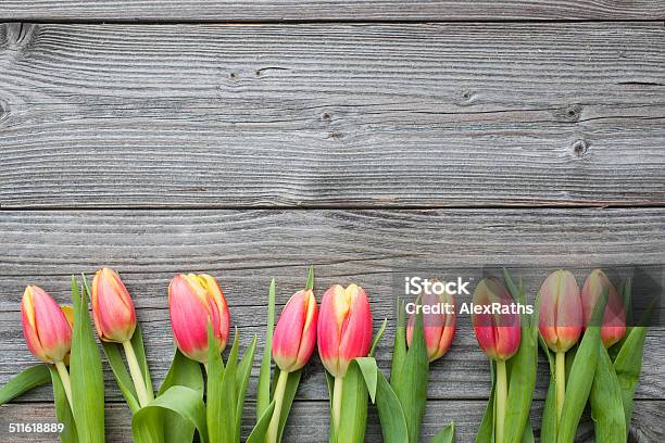 Tulipani Freschi Disposte Su Vecchio Backgroun In Legno - Fotografie stock e altre immagini di Ambientazione esterna
