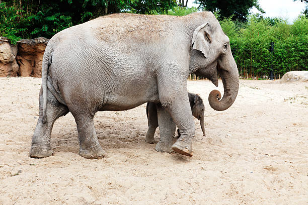 istock Mother elephant with her newborn baby elephant 511619509