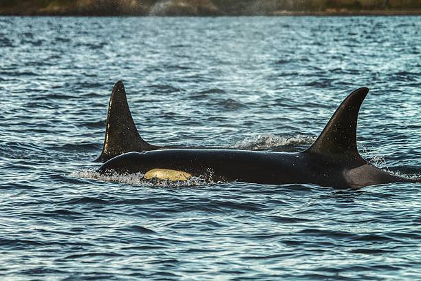 istock Detail of two orcas 511620365