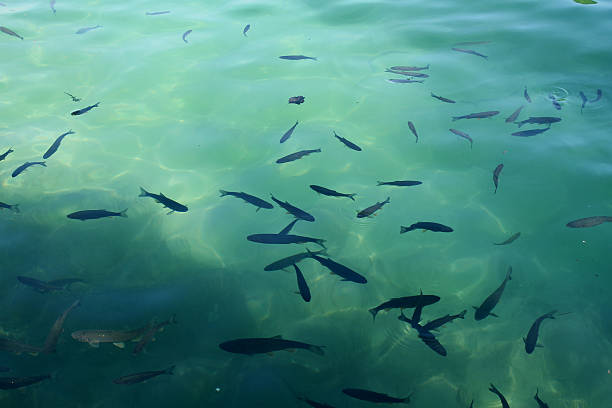 istock Fishes at Plitvice Lakes, Croatia. 511620457
