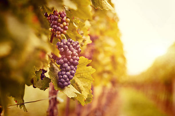 istock Vineyards at sunset in autumn harvest 511620531