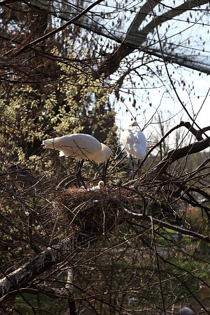 The Eurasian spoonbill family on the nest