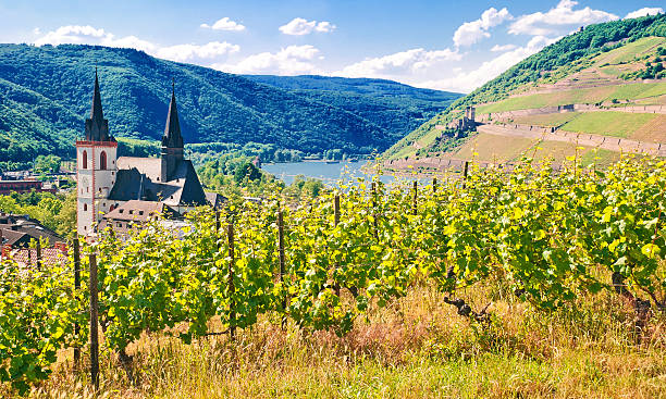 On the knee of the Rhine near Bingen with the Mäuseturm and Ehrenfels Castle View over the Riesling vineyards near Bingen with the sights Mäuseturm, Rheinknie and Burg Ehrenfels mainz stock pictures, royalty-free photos & images