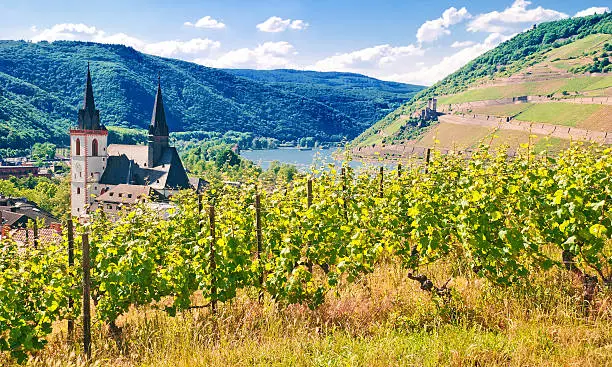 View over the Riesling vineyards near Bingen with the sights Mäuseturm, Rheinknie and Burg Ehrenfels