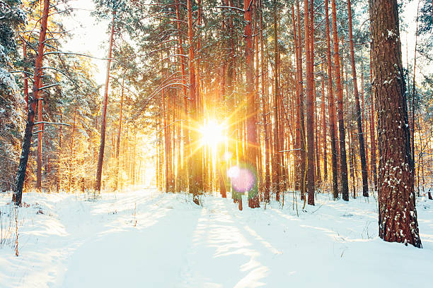 paysage de forêt d'hiver - winter sunset sunrise forest photos et images de collection