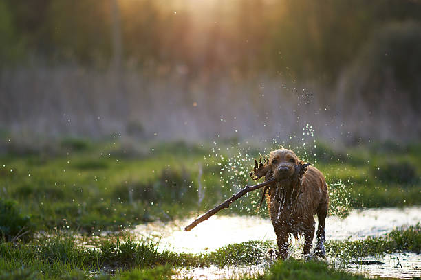 redhead Spaniel dog running with a stick in the grass and puddles