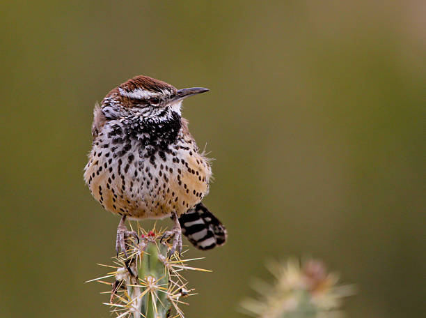 Cactus Wren Perched on Cholla Cactus -  Scottsdale Arizona
