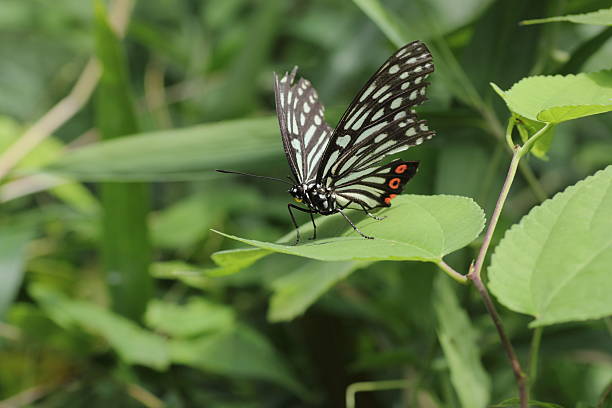 istock Hestina assimilis rest on leaf in Japan 511642537