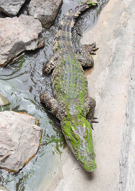 istock face and body of crocodile 511643015