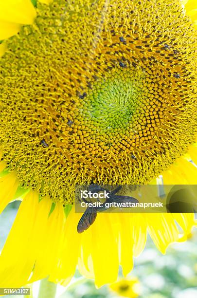 Photo libre de droit de Tournesols Avec Abeille Menuisière banque d'images et plus d'images libres de droit de Abeille menuisière - Abeille menuisière, Agriculture, Bleu