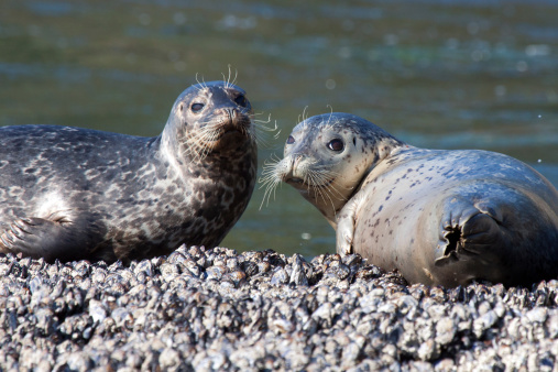 Two harbor seals bask in some morning sun along the Oregon coast