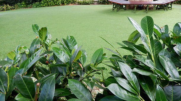 istock Plastic, synthetic, afrificial lawn grass, artificial turf, fake, laurel hedge 511644429