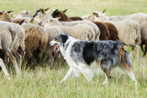 Perros Border collie arrear un rebaño de oveja photo