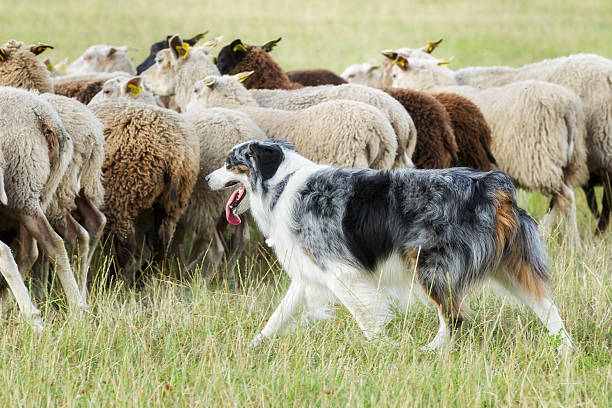 Border collie dog herding a flock of sheep stock photo