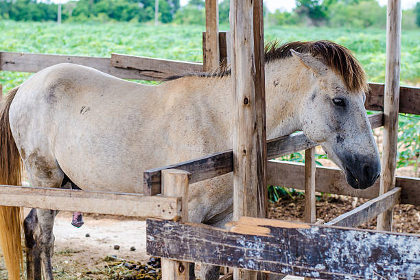 istock white horses in a stable at the farm 511644521