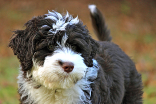 A cute brown and white Portuguese Water Dog puppy in Fall.