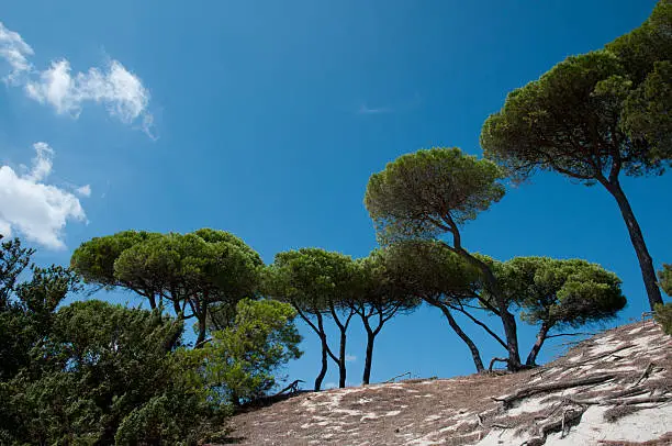 Photo of mediterranean parasol pines