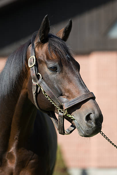 istock Stallion Horse - Deep Impact in Japan 511645165