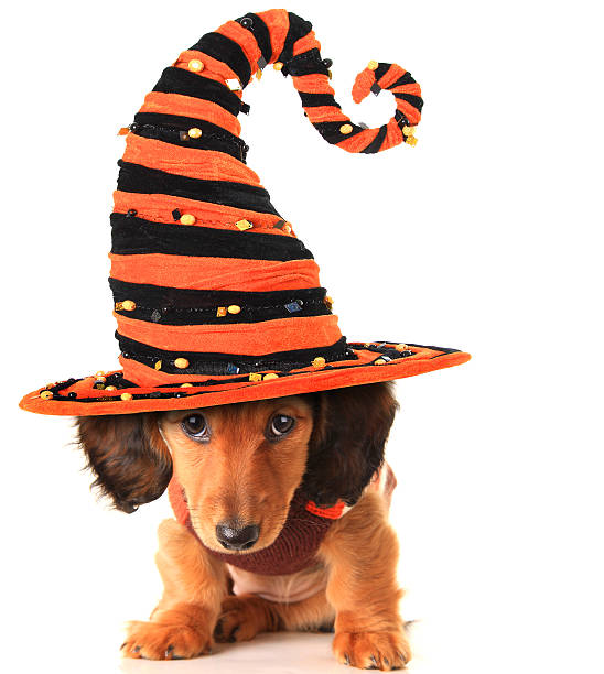 Halloween puppy Longhair dachshund puppy, wearing a Halloween witch hat. dog in halloween hat of witch stock pictures, royalty-free photos & images