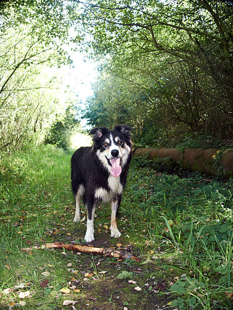 istock Border collie dog on countryside path 511645425