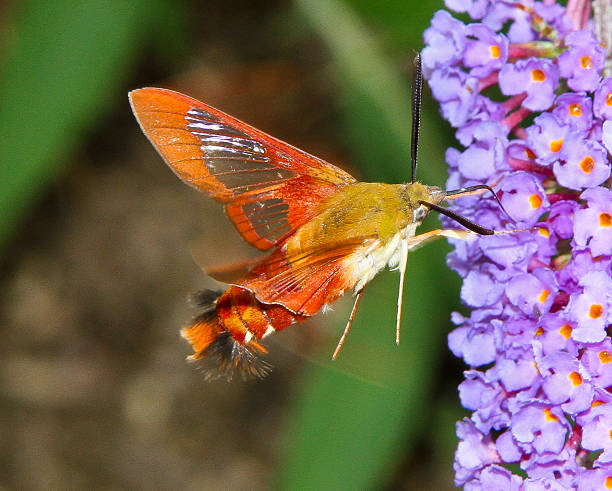 istock Hummingbird Moth At Butterfly Bush 511646217