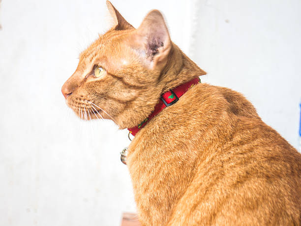 istock Portrait of brown-eyed cat 511646767