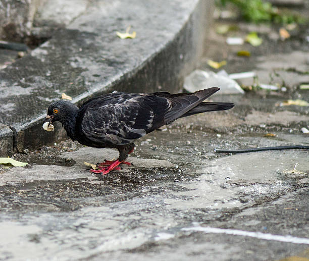 istock Pigeon in the Street Eating 511648575