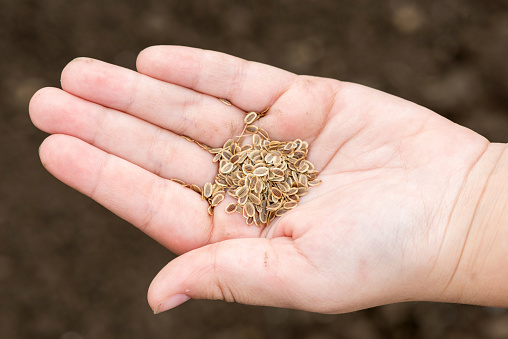 Carrot seeds in human hands against the soil background - selective focus