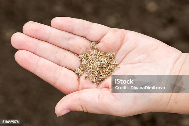 Carrot Seeds In Human Hands Against The Soil Background Stock Photo - Download Image Now