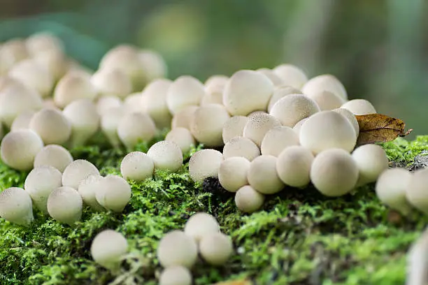 Mushroom puffballs on on green moss. Selective focus.