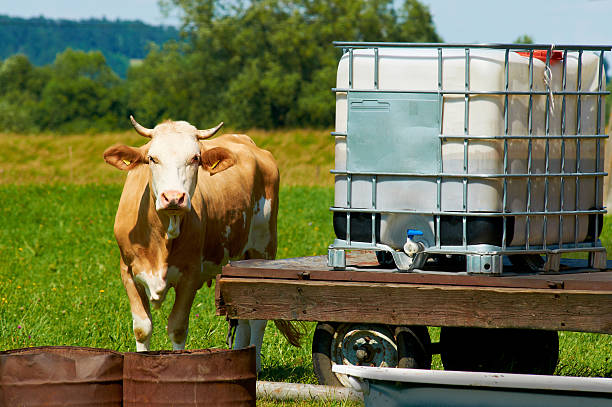 The brown female cow is standing by a water place in sunny hot day on a meadow.