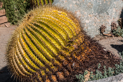 Golden Barrel Cactus with rock in background.