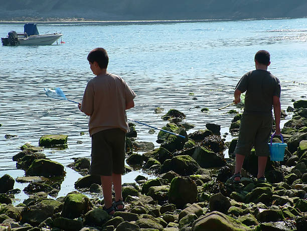 Rock Catch Net 190+ Rock Pooling Stock Photos, Pictures & Royalty-Free Images - iStock