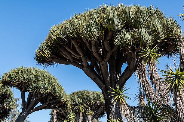 istock Dragon Blood Trees From Canary Islands 511651542