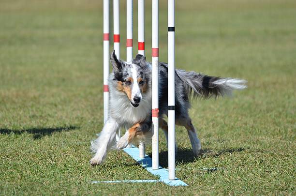 Shetland Sheepdog (Sheltie) at Dog Agility Trial Blue Merle Shetland Sheepdog (Sheltie) Weaving Through Poles at Dog Agility Trial sheltie blue merle stock pictures, royalty-free photos & images