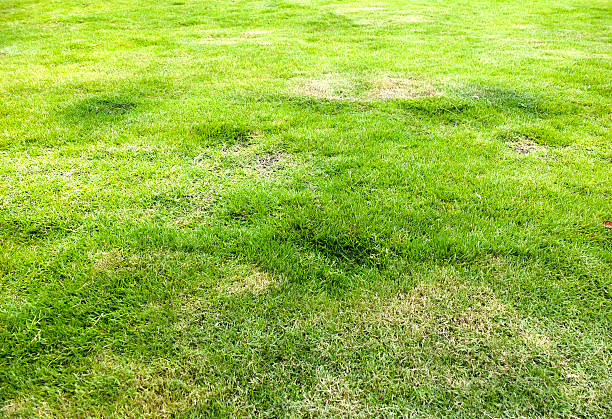 istock Many Colored Fall Leaves in the Green Grass 511652614