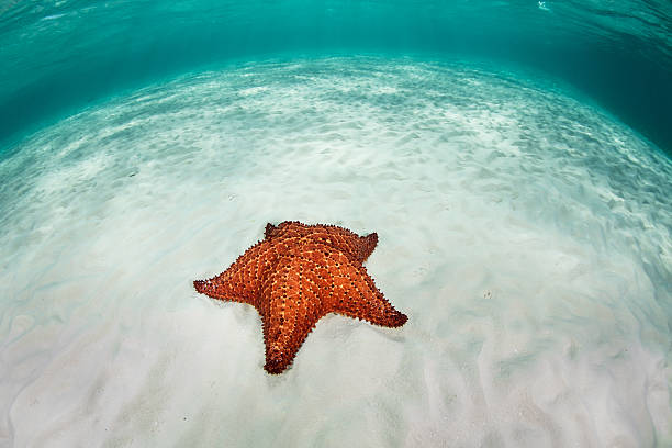 istock Starfish in Caribbean Sea 511653142
