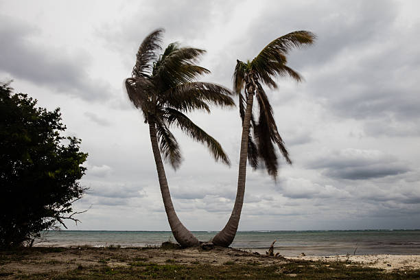 istock Coconut Palms and Stormy Weather 511653344