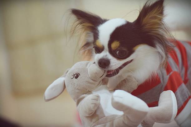 istock Happy chihuahua dog 511653472
