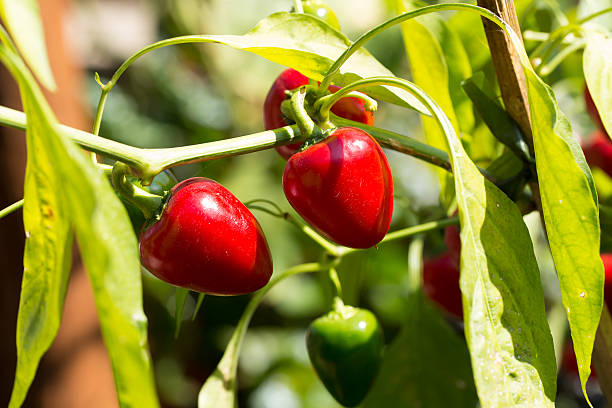 istock Red peppers growing in the garden 511653700