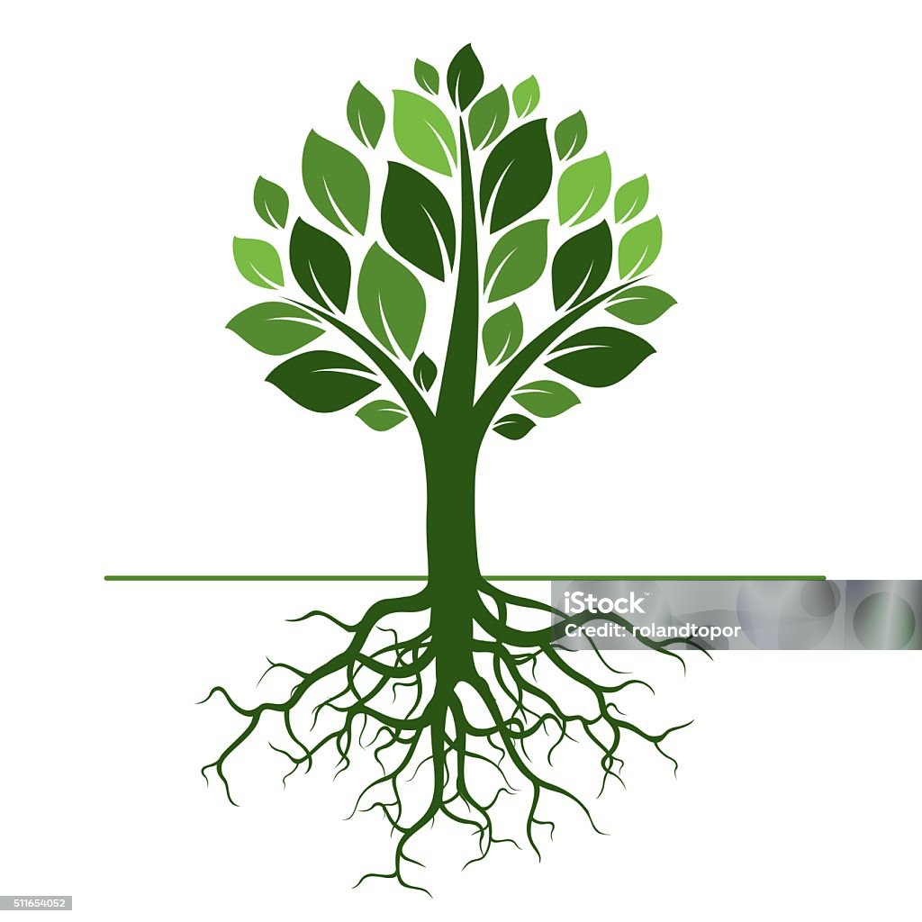 Green Tree and Roots. Vector Illustration. Root stock vector