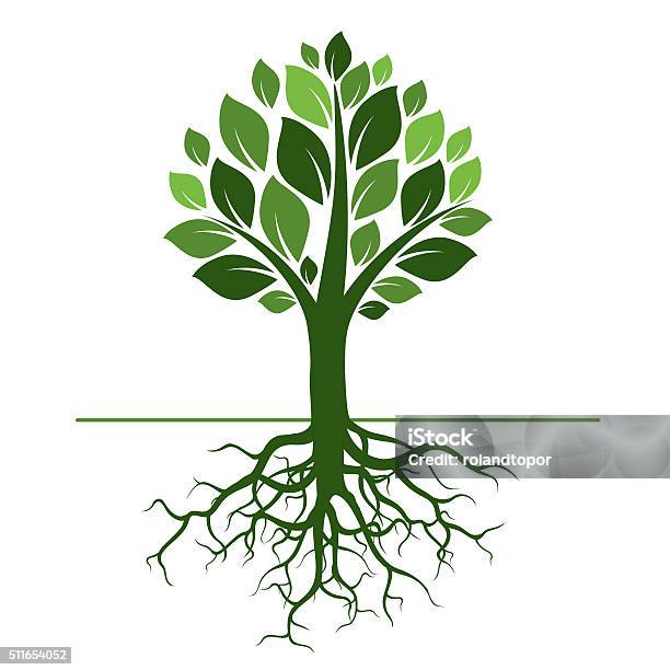 Green Tree And Roots Vector Illustration Stock Illustration - Download Image Now - Root, Tree, Origins